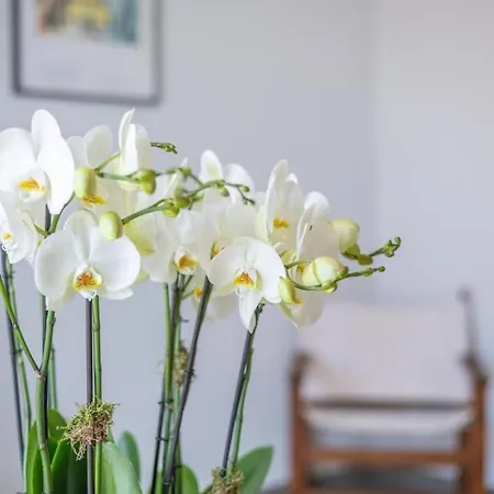 Le Coq Jean Jaures - Garage Xl-ac- Monaco Border *